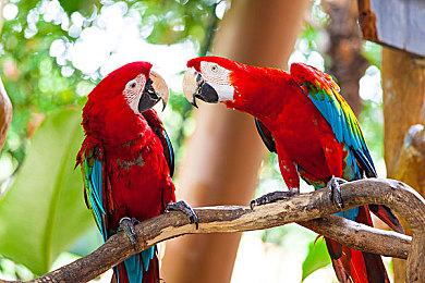 《星刃》开发商否认《胜利女神》将改编动画的传言